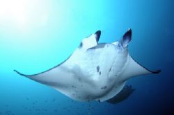  Manta,taken in maldives with nikon d2x and 12-24mm lens. by Puddu Massimo 